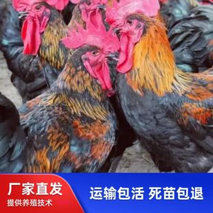 ���u������uĸ���N�����u�����ʹ��w�͹���������кڞ��u��