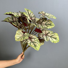 ���������O���~�\������ˮ�����T�Gֲ�Ҿӻ�c�쾰�廨�����G�}