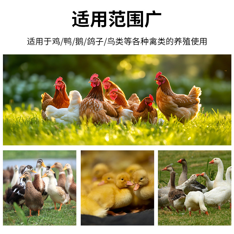 Comedero automático para pollos, comedero de malla reforzada, comedero para gallinas, equipo de cría para pollos, patos y gansos.
