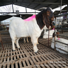 �����������Bֳ�� ����ɽ���� ��������ɽ���� ����ɽ��r��