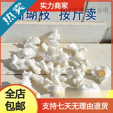 珊瑚石海螺贝壳真珊瑚碎枝鱼缸底部装饰铺底地台装饰