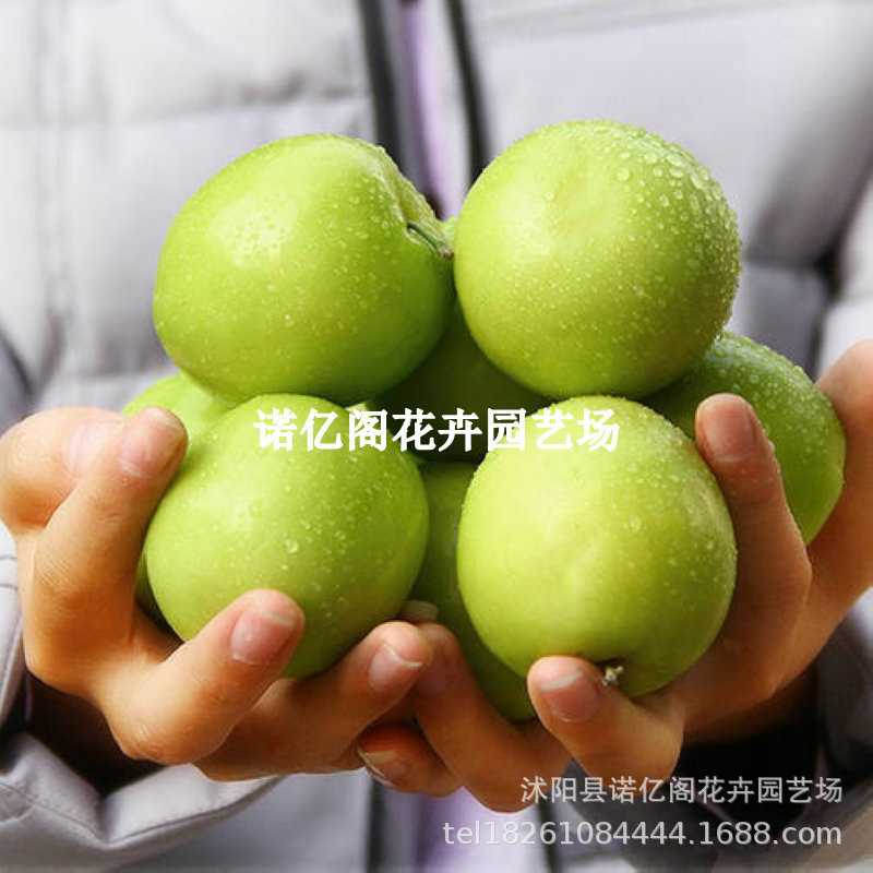 台湾大青枣果树苗蜜枣王嫁接苗南方种植庭院四季盆栽地栽当年结果