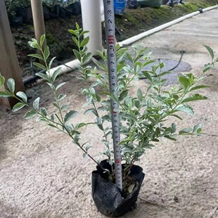 ���ع����G�������绨�~ŮؑͥԺ�����ͺ�����ֲ�ﻨ�������ز�