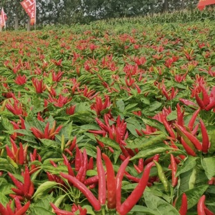 ���콷�N�Ӹ߮a����С�������N���ļ��Nֲ̩���N������ͥԺ�߲˷N