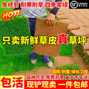 Lawn with Mud Grass Roll All Year Round Green Lawn House Courtyard Garden Greening Taiwan Grass Manila Turf Real Turf