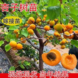 �Ә����ش�����������������Ϸ������Nֲ���Ե��Թ����箔��Y��