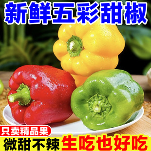 新鲜彩椒生吃甜椒圆椒五彩椒柿子椒红椒黄椒水果椒太空椒绿椒辣椒-阿里巴巴