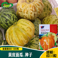 黄皮面瓜种子 农田菜园嫩瓜花皮肉厚红肉红瓤甘面瓜香味浓甜瓜籽
