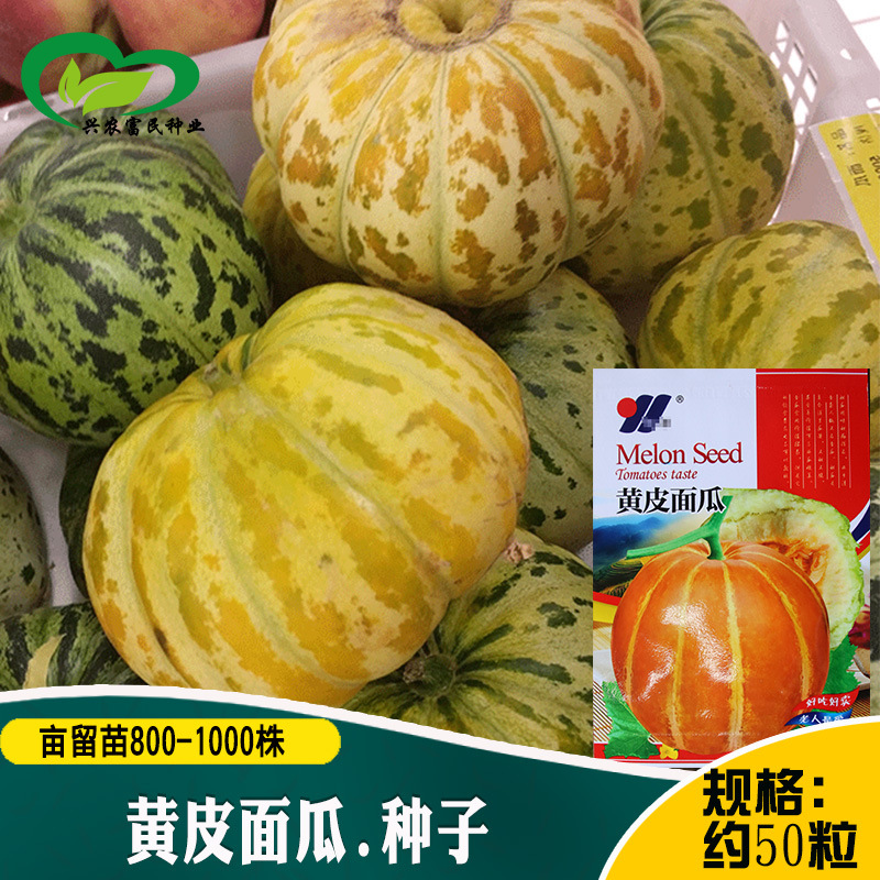 黄皮面瓜种子 农田菜园嫩瓜花皮肉厚红肉红瓤甘面瓜香味浓甜瓜籽