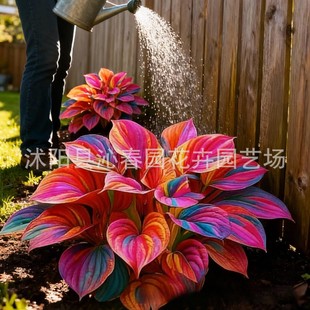 ���羳��؛�� hosta�N�Ӳ��~�������N�Ӷ�����~ֲ��ͥԺ�ͺ����N