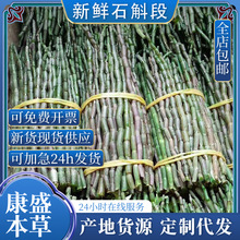 正宗云南新鲜铁皮石斛段鲜条可食用石斛鲜条榨汁鲜石斛煲汤泡酒