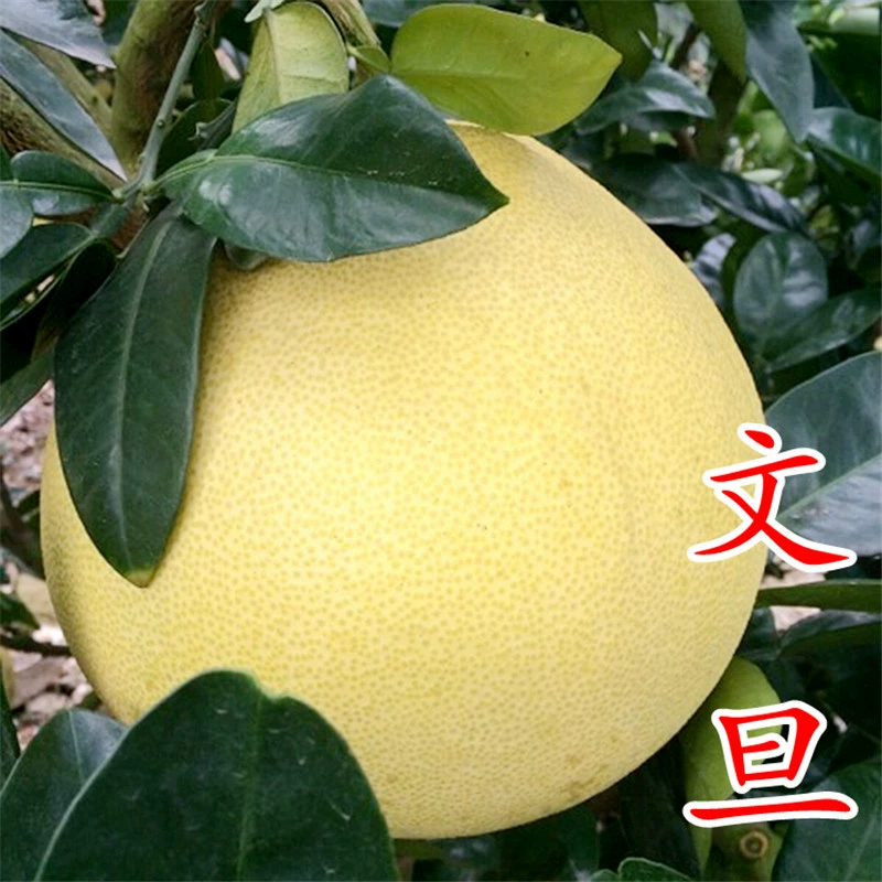 [Рассада помело Юхуань Удан] Чжэцзян Юхуань Удан, белая мякоть, плоская водная помело, привитые рассада помело, однолетние рассада