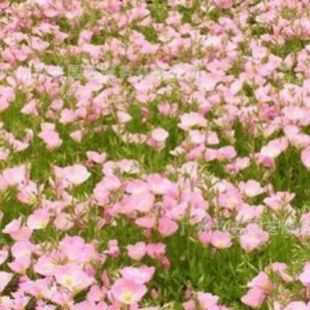 Ecological Slope Protection Landscape, Beautiful Evening Primrose Flower Sea Florals, Garden Greening Landscape Engineering Green Plant Base Straight Hair