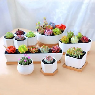 Succulent Plant Small Flower Pot Set Ceramic Cute Personalized Rectangular Old Pile Porcelain Pot with Tray