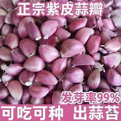 ニンニクの種子、紫ニンニクの種子、ニンニクの種子、ニンニクの苔の種子、紫ニンニク、ニンニクの越境配送