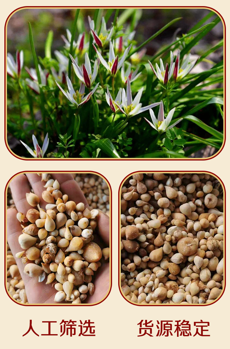 Dried Guang Gu Ci Bulbs 500g Natural Sun Dried Traditional Chinese Herb for Decoction and Culinary Use overview