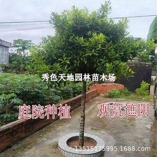 ̩���S��ɽ����籭���Ϸ������Nֲ�ļ�ɽ��������Ե��Ԯ���Y��