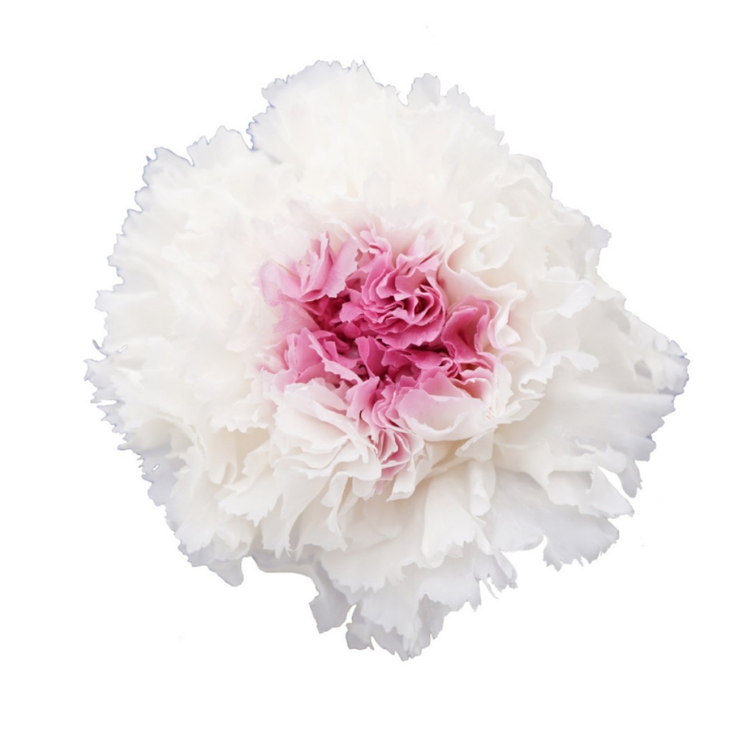 Cabezas de Claveles Preservadas A+, 4-5 cm, Paquete de 8, Arte Floral DIY, Caja de Regalo Educativa, Día de la Madre, Venta al por Mayor de Fábrica