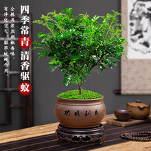 室内客厅好养防驱蚊草盆景清香胡椒木盆栽花卉植物净化空气小绿植