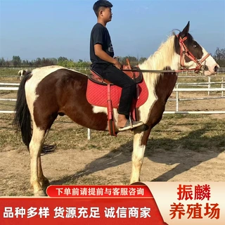 旅游马 乘骑马 蒙古马 伊犁马 阿拉伯马一匹 济宁养马场