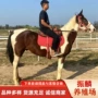 济宁伊犁骑马旅游蒙古马
