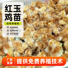 养殖供应育肥红玉鸡 红玉鸡苗种苗 脱温红玉鸡苗