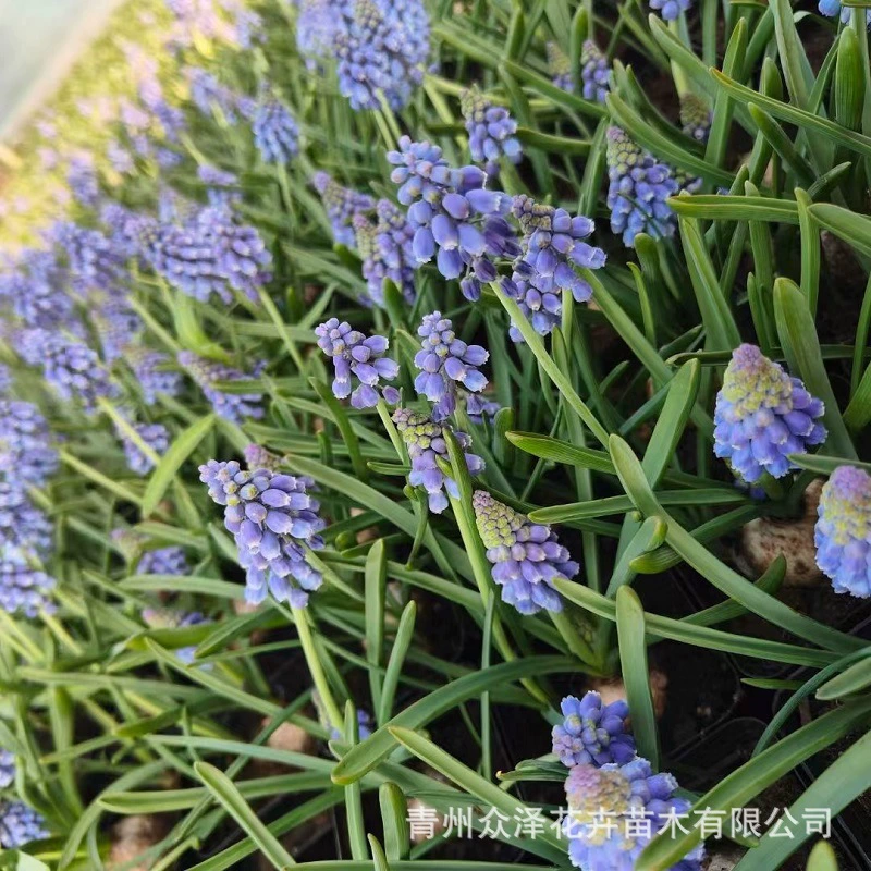 Цветок луковицы виноградного гиацинта, фиолетовый цветок, горшок для питания, рассада может выращиваться в помещении гидропонным способом, декоративные цветы и зеленые растения.