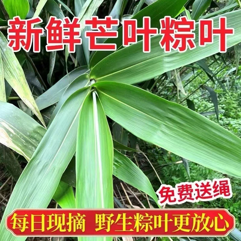 Свежесобранные листья манго, свежие крупные листья Гуандун для обертывания рисовых пельменей, кукурузные листья от фермеров.