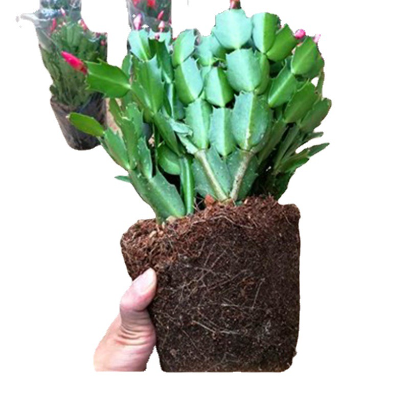 Planta en maceta de orquídea de garra de cangrejo dorado con capullo de flor con maceta, injerto multicolor, pétalos dobles, nuevas flores en todas las estaciones, plantas verdes