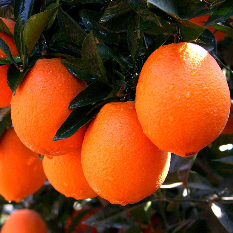 1.5kg 작은 과일을 맛보세요