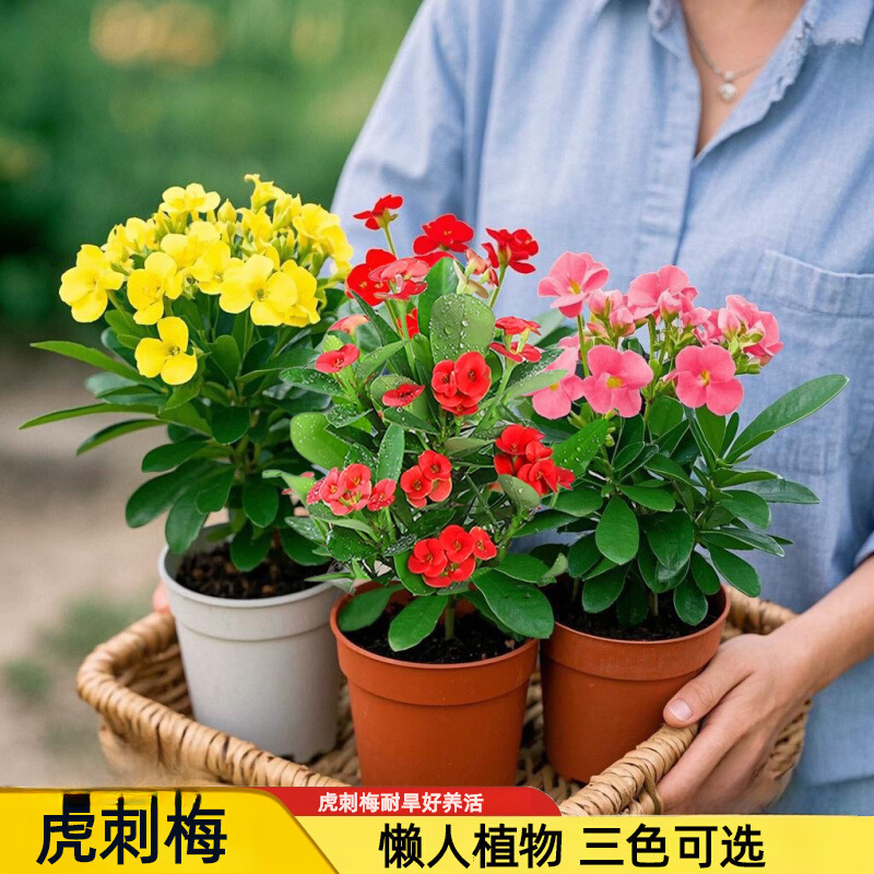 五彩虎刺梅 粉色铁海棠盆栽 室内水培花卉好养植物客厅吸甲醛绿植