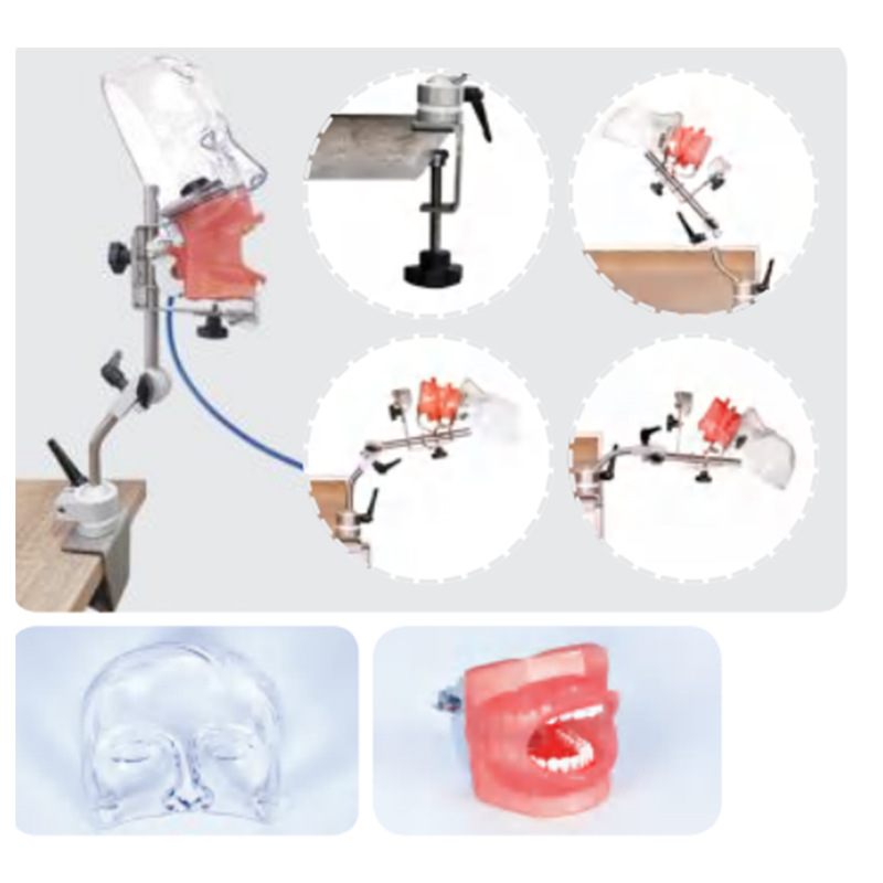 Modelo de simulación dental simple de modelo de práctica de enseñanza oral tipo reposacabezas modelo de cabeza simple de sujeción de mesa modelo de simulación de cabeza image 26