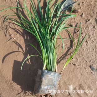 ������ ���~����������ͥԺ�G��ֲ���ļ������������A�������ľ