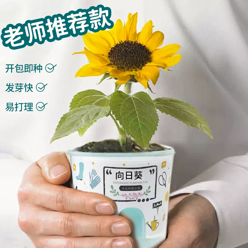 Ecoey益智儿童种植玩具手工DIY创意盆栽steam早教套装小学生批发