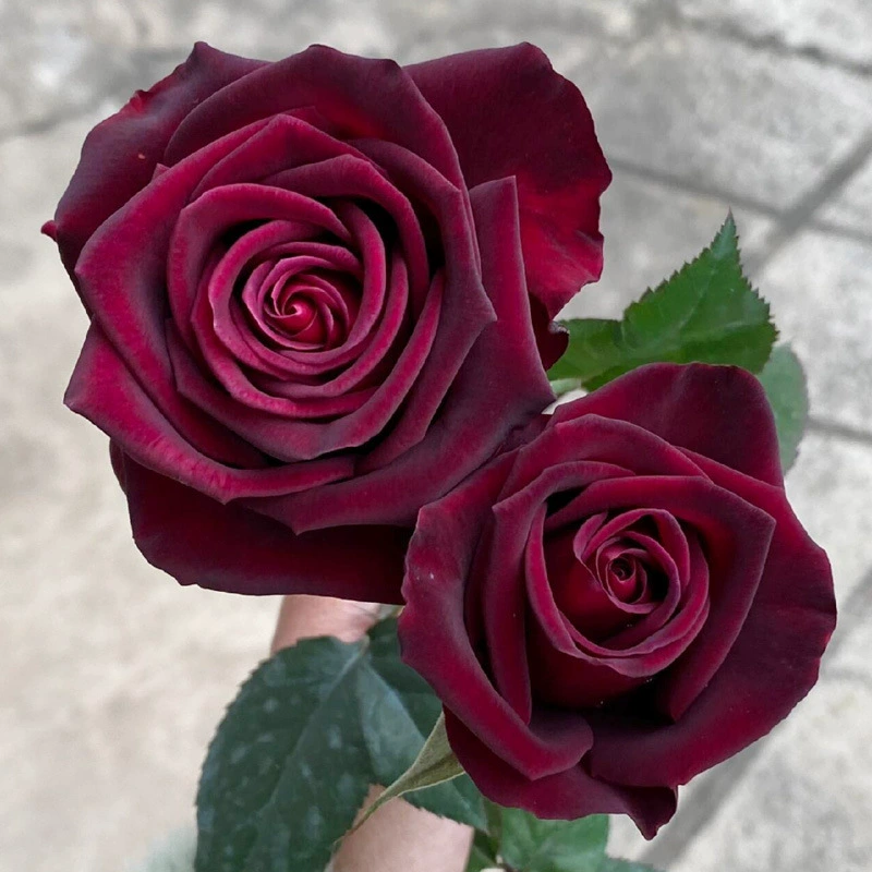 Цельные розетки с темно-ароматными розами, рассада в горшках с ароматом чая, черно-красные вертикальные резные цветы, большие цветы круглый год