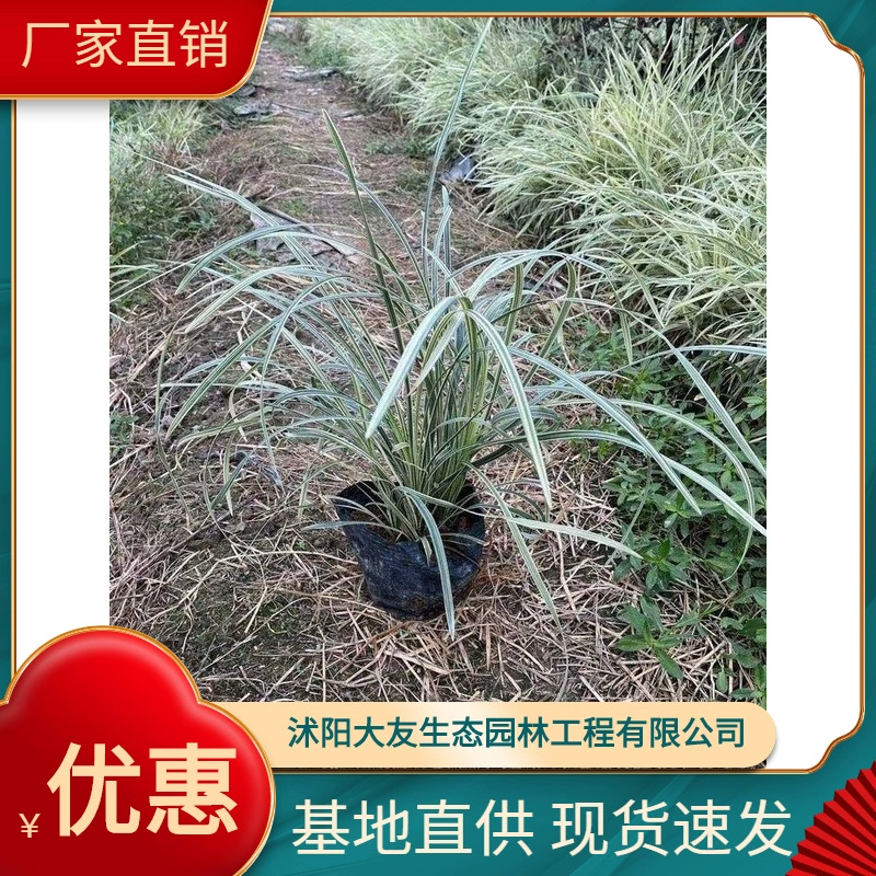 Yinbian Ophiopogon japonicus базовые Оптовые сорта собственного производства с комплектом ландшафтных инженерных зеленых саженцев