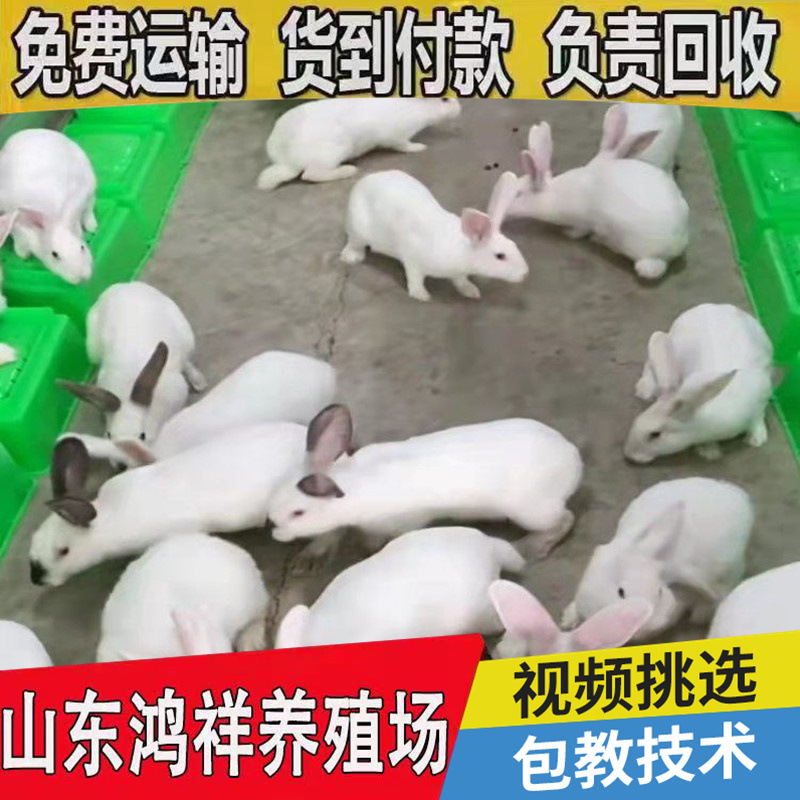 conew_u=837493407,1807442948&a