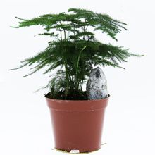 小空间大世界 微景观背景植物 造景文竹 室内创意小盆栽 基地批发