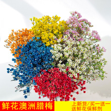 �r����ˮ�ٺ�õ�廨�����D÷���Ի�����ϻ���ֱ�l�r�л��͏d�廨