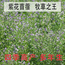 ϻޣݷNѸ߮aļBֳιţuZ~ݷN