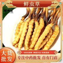 鲜虫草 冬虫夏草新鲜冬虫夏草批发产地直发 规格齐全鲜冬虫夏草
