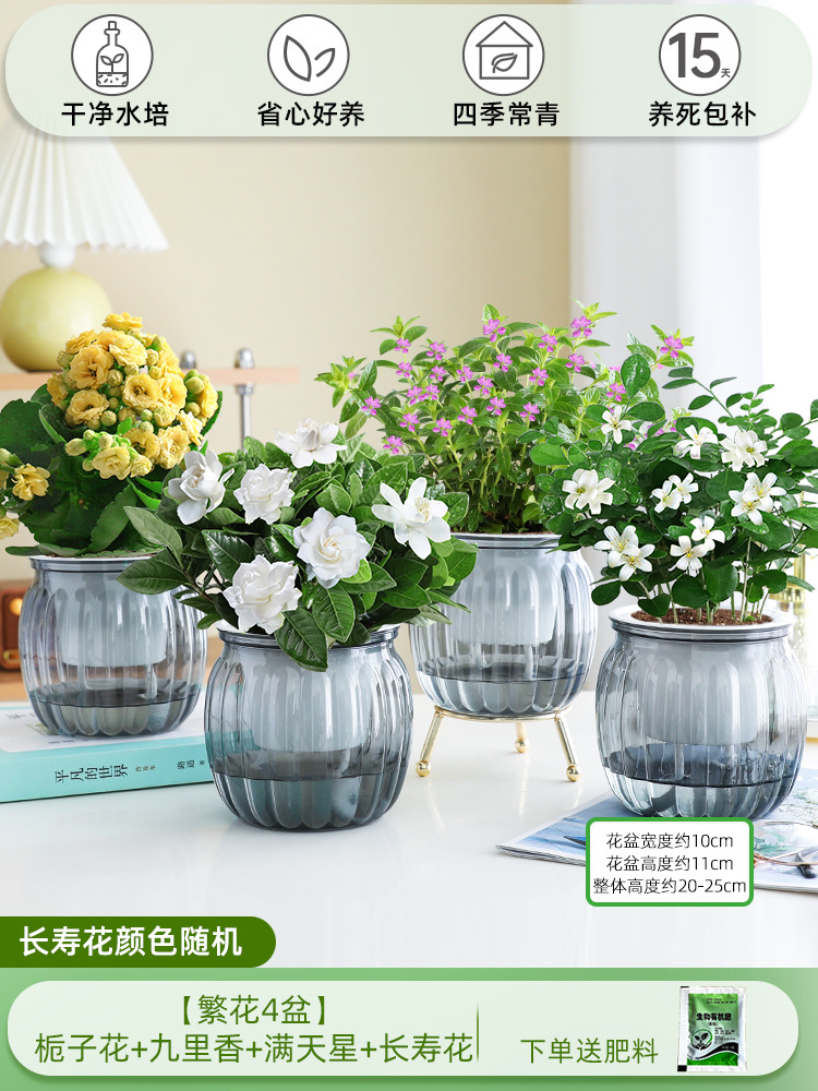 [꽃 4화분] 치자나무 + 구리향 + 아기숨결 + 칼라비나