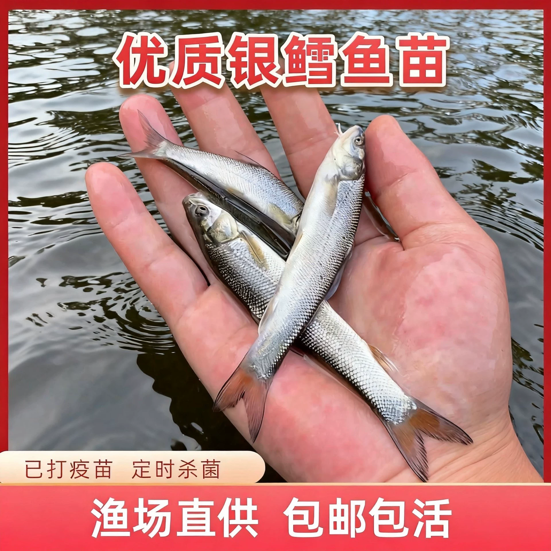 Freshwater cod, giant scale barbel fry, cold-resistant and oxygen-resistant large fish, simple and easy to raise, straight from the fishery to your home
