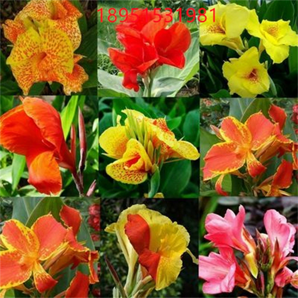 Наблюдение за листьями Наблюдение за цветами На открытом воздухе Придорожный двор Озеленение Семена цветочных растений Корень семян Канны Морозостойкий многолетний корень