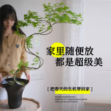 黄金流泉枫盆栽树苗室内办公室桌面大型绿植花卉植物书房造型盆景