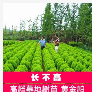 �ɰ������S��� ����ؘ��� �ɰؘ� ���������ɰ��� ���Ի����ͺ�