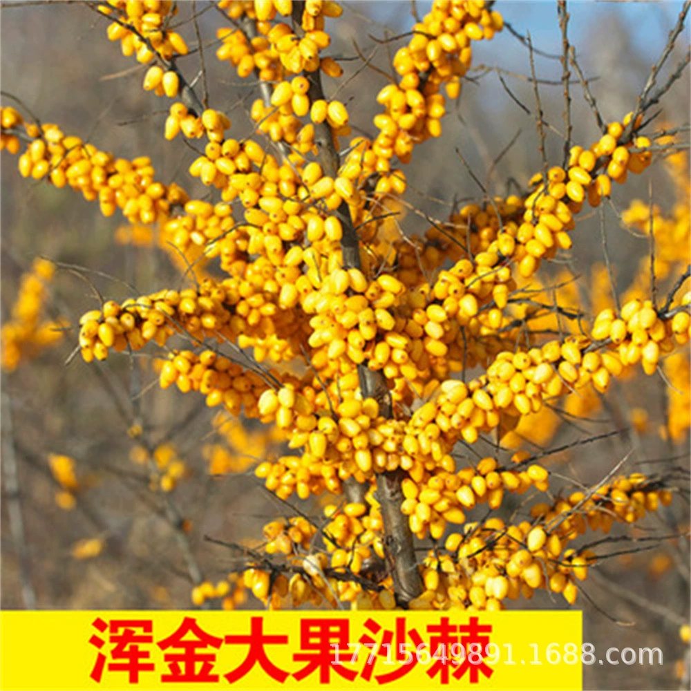 Новый большой Плод Облепихи Семена Большой плод поздней осени Семена Красной облепихи легко сажать на юге и севере в четыре сезона