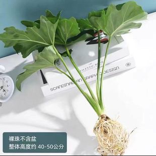 Spring Rain Green Plant Potted Flower Plant Indoor Easy to Grow Monstera Deliciosa Soilless Pure Feather Hydroponic Plant Indoor Easy to Grow