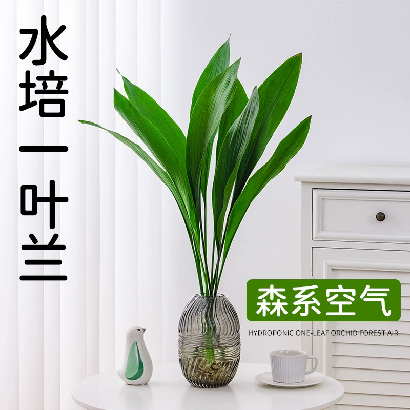 Гидропоника однолистная Орхидея зеленое растение комнатное растение в горшке вечнозеленое все сезоны гостиная чистая красная вода растение для кормления ленивых людей зеленый укроп