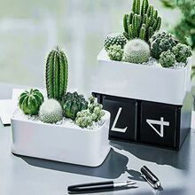 ����ֲ�����������������ԃȻ��ܺ��B�k������С�Gֲ��ĳ��